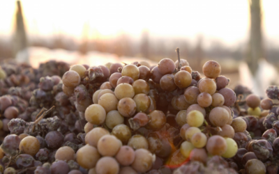 Geissblatt, getrockneter Aprikose (Riesling) – Weingut Bottler