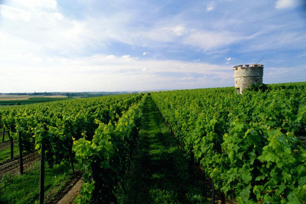 Weinbergshäuschen bei Flörsheim-Dalsheim