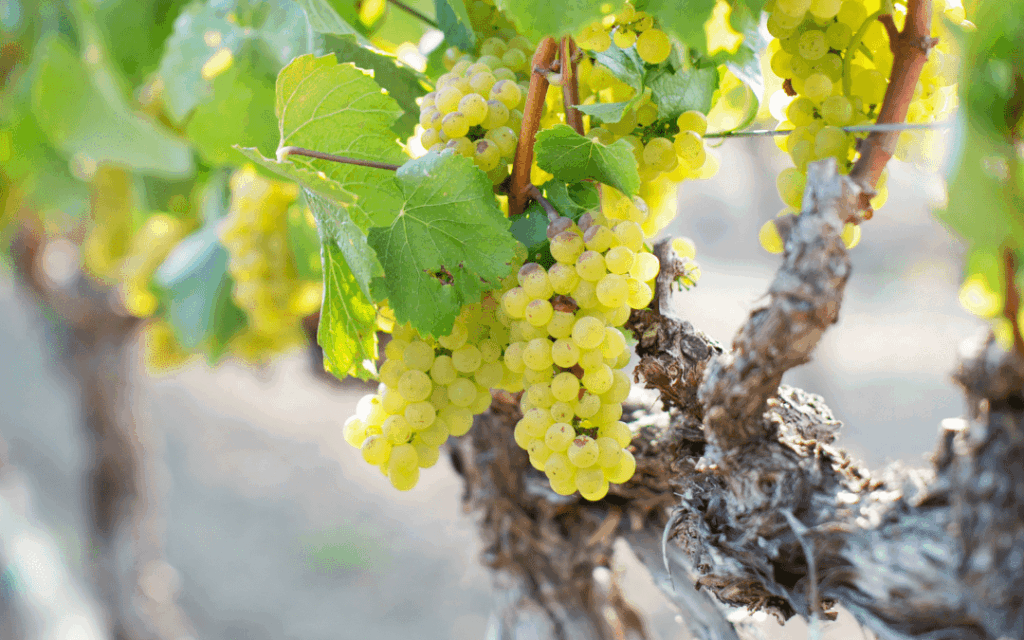 Blanc de Blancs Sektglas Chardonnay