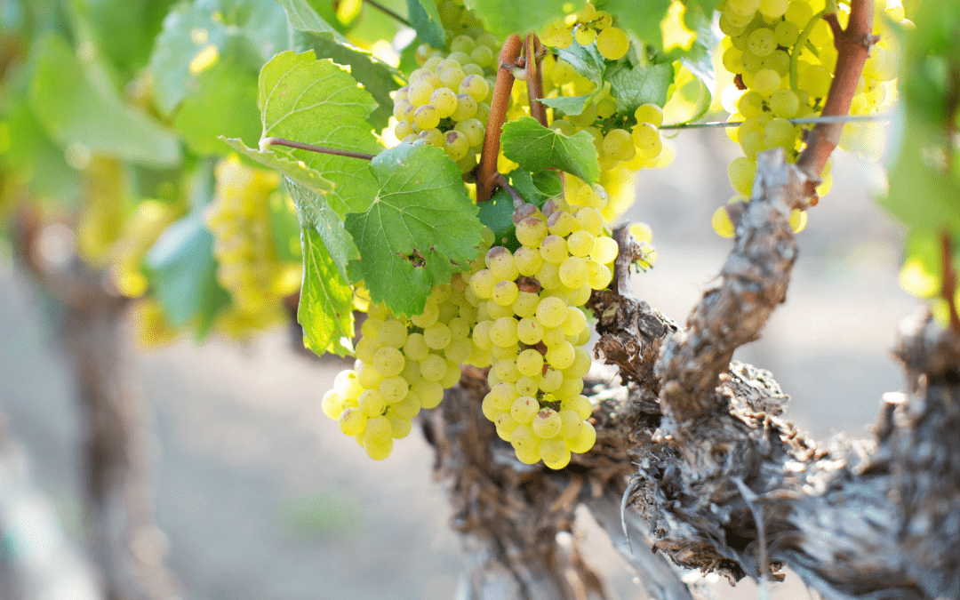 Chardonnay Tag
