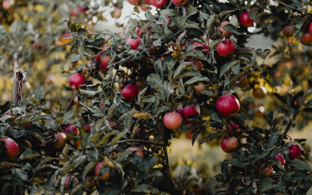 5 besten Apfel Schäumer