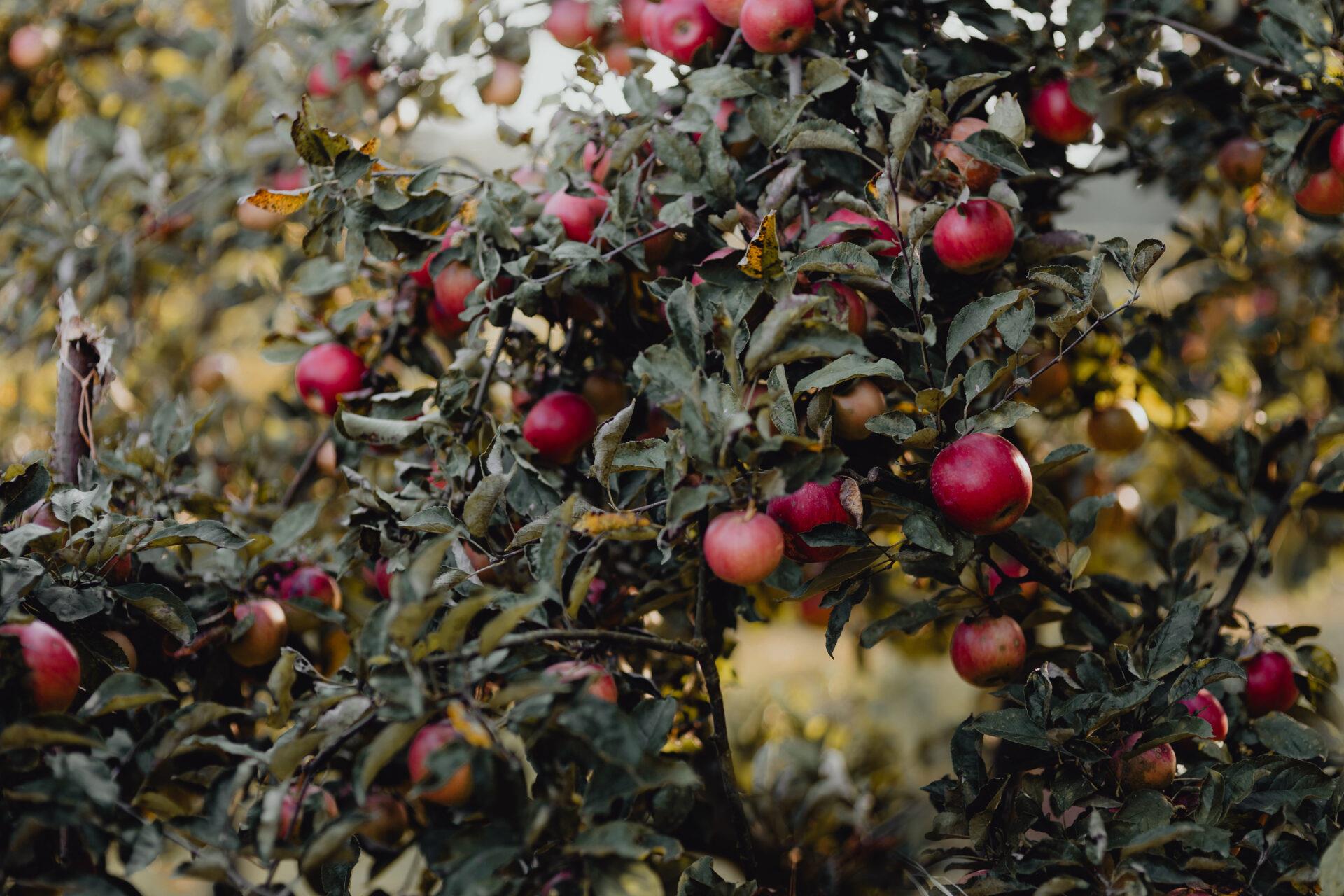 roter Apfelbaum garten Apfelbaum mit roten Äpfeln - Apfelwein Obstschaumwein