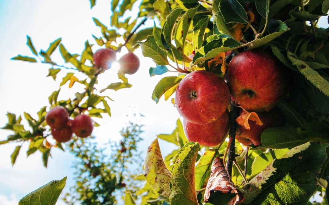 Regionale Botschafter: Obstschaumweine à la méthod traditionelle