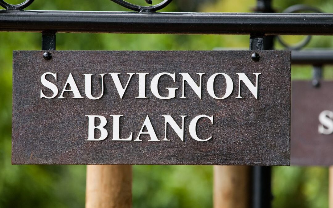 Sauvignon Blanc – Der Shooting star!