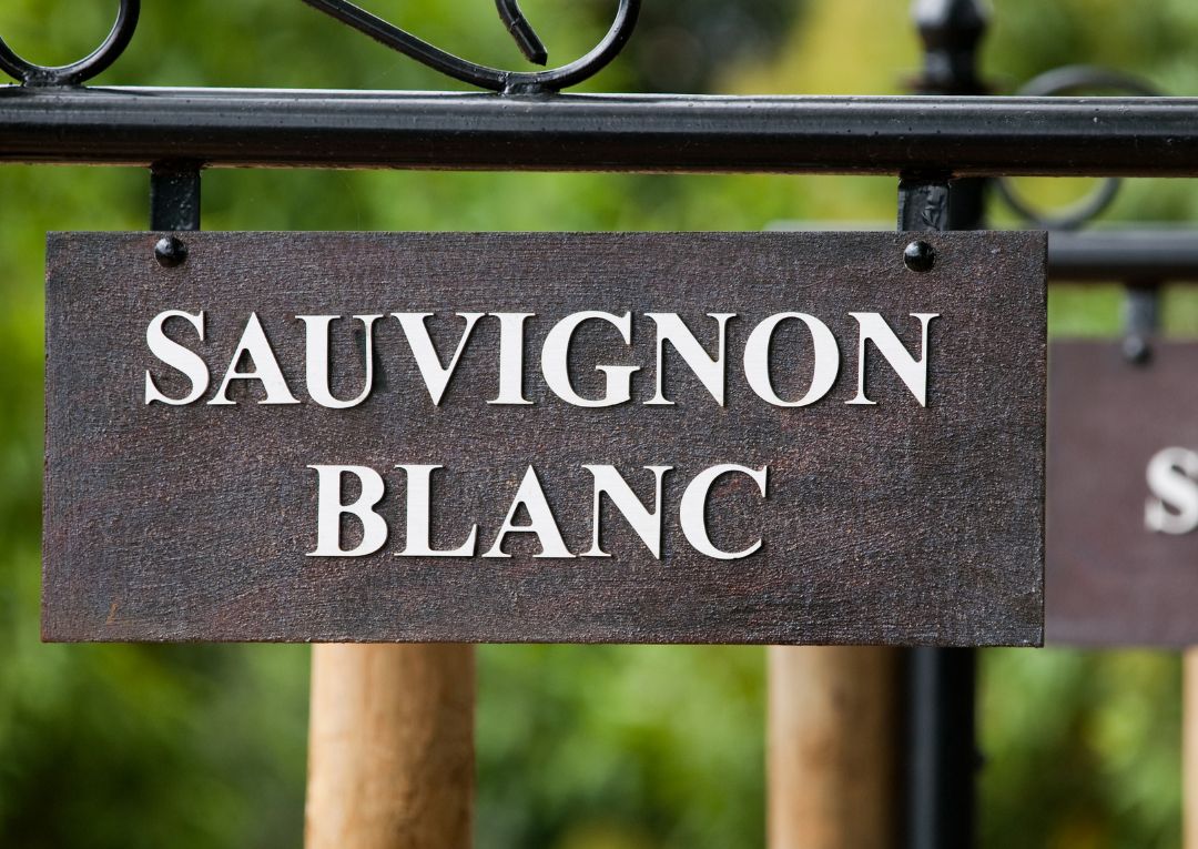 Sauvignon Blanc Schild Weisswein Bordeaux