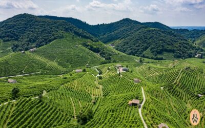 Prosecco Low Alcohol: Warum die DOC Schaumwein mit weniger Alkohol entwickelt!