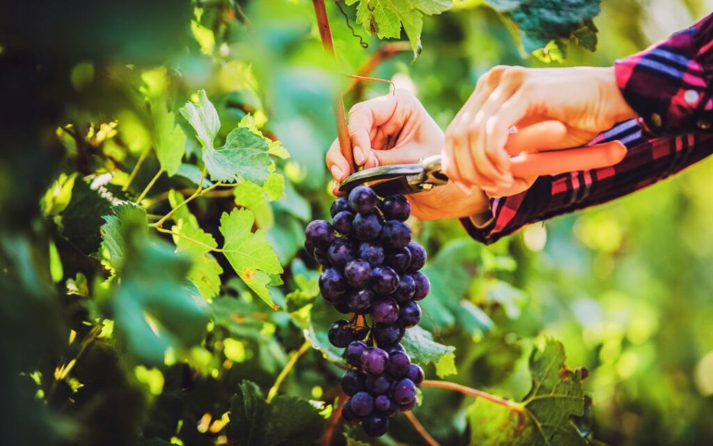 Handlese Ernte Traubenernte Weinlese Schaumwein Sekt