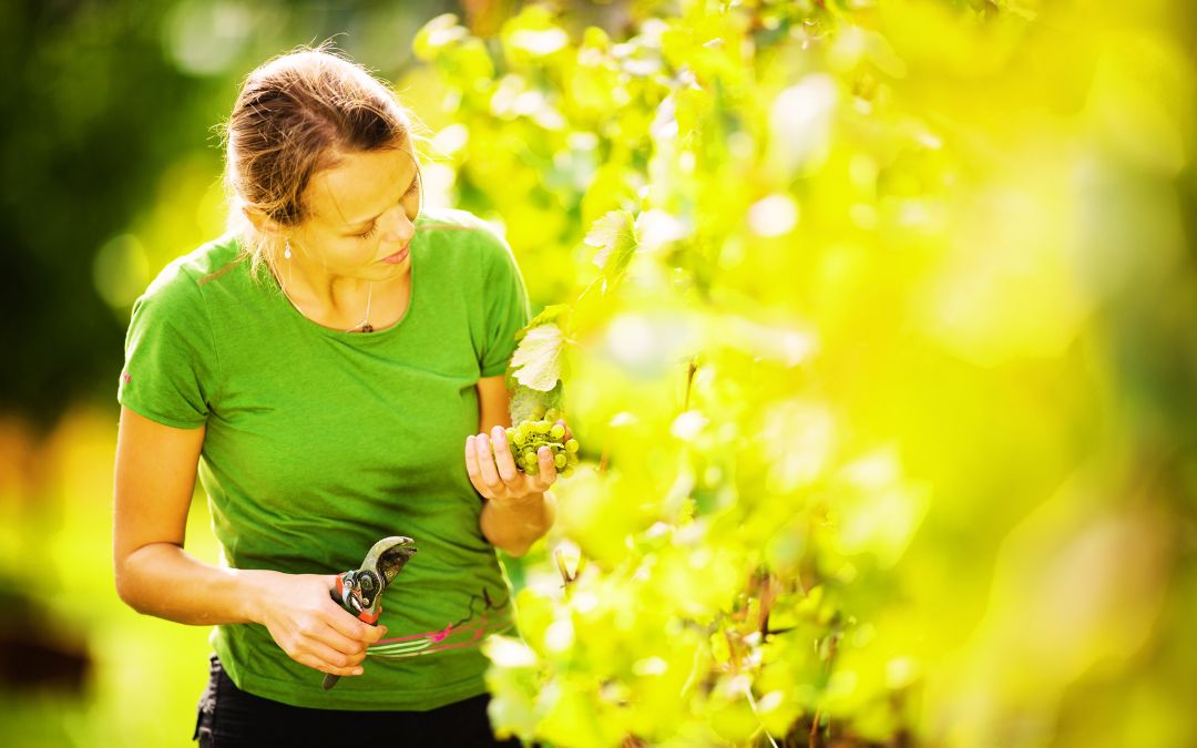 Weinlese für die Sektherstellung