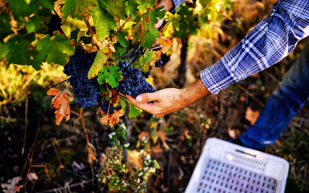 Weinlese 2025 hat begonnen: Sparkling Joy
