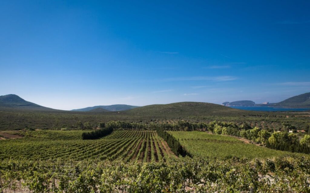 Sardinien Weinbau Alghero DOC