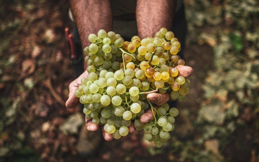 Sardinien Concours Bruxelles Nicole Wolbers Sparkling Session Vermentino Grape