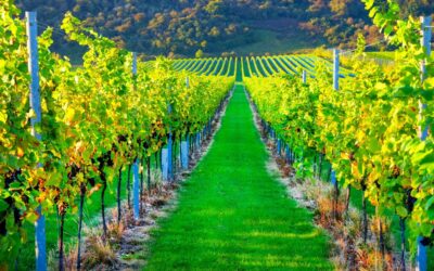 English Sparkling Wine: Konkurrenz für die Champagne