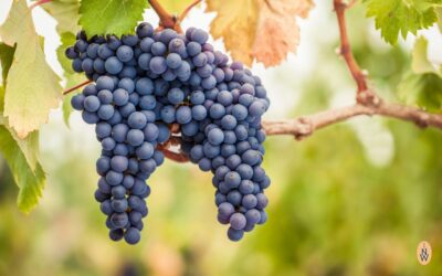 Pinot Noir: Der Reben rockstar