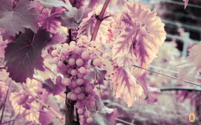 Chardonnay Rosé: der neue Champagner?