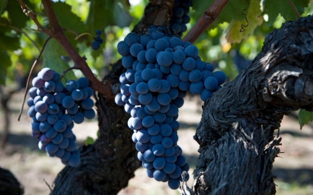 Nerello Mascalese Sizilien Rebsorte
Bollicina Gold: Donnafugata meets Dolce & Gabbana