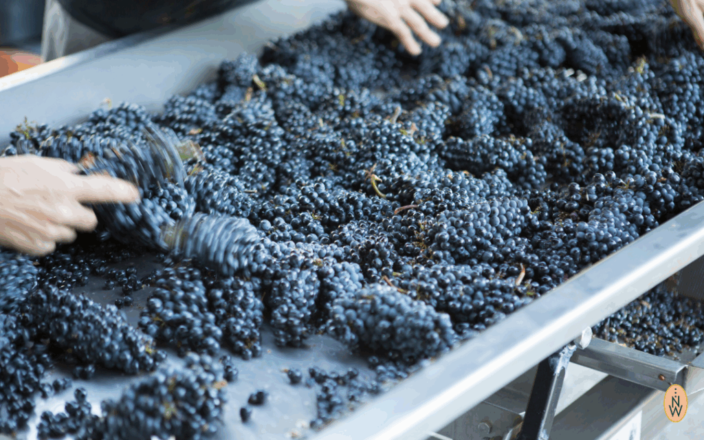 Rote Trauben auf dem Sortiertisch