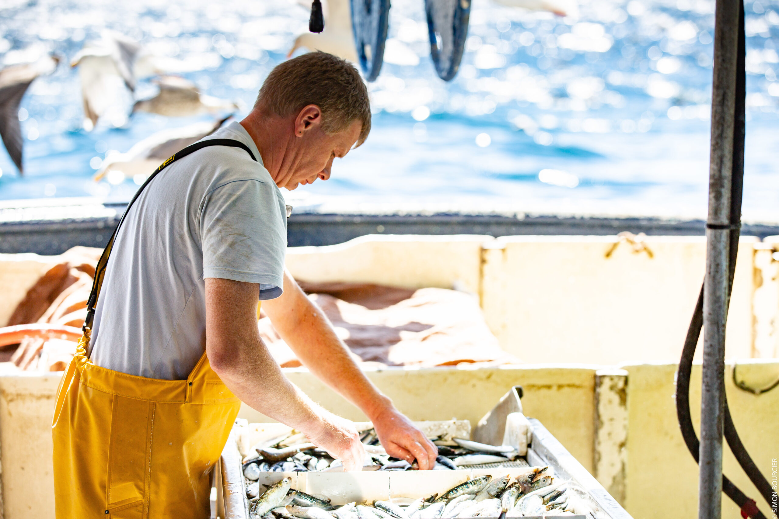 Peche à la sardine PERLE des Dieux