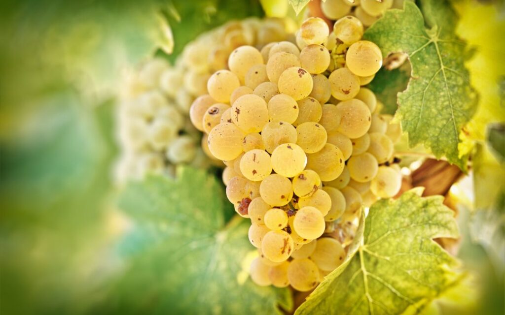 Riesling Traube Rebstock