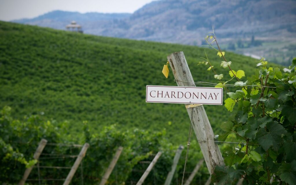 Blanc de Blancs Chardonnay Champagne