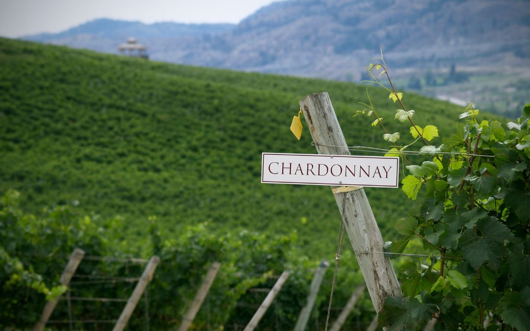 Chardonnay Day: die wichtigste Rebsorte des Schaumweins wird unterschätzt
